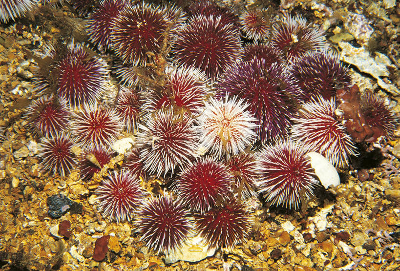 无人,横图,海底,水下,海胆,野生动物,科学,无脊椎动物,摄影,生物学,棘皮动物,彩图,动物学