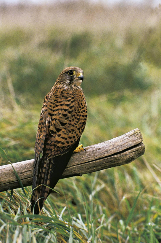 无人,竖图,室外,白天,野生动物,科学,鸟类,草,自然,动物,摄影,栖息,环境,生物学,圆木,猎鹰,红隼,彩图,动物学