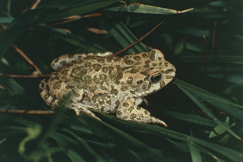 无人,坐,横图,俯视,室外,白天,蟾蜍,青蛙,野生动物,叶子,科学,斑点,茎,草,自然,动物,摄影,环境,生物学,彩图,高角度拍摄,动物学