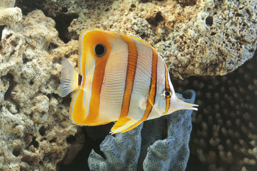 游泳,无人,横图,室外,白天,侧面,海底,水下,美景,热带鱼,野生动物,条纹,科学,鱼,珊瑚,景观,鱼类,自然,动物,景色,摄影,鲈鱼,环境,生物学,自然风光,咸水鱼,蝴蝶鱼,花鲈,鲈板,鲈子鱼,式样,彩图,动物学