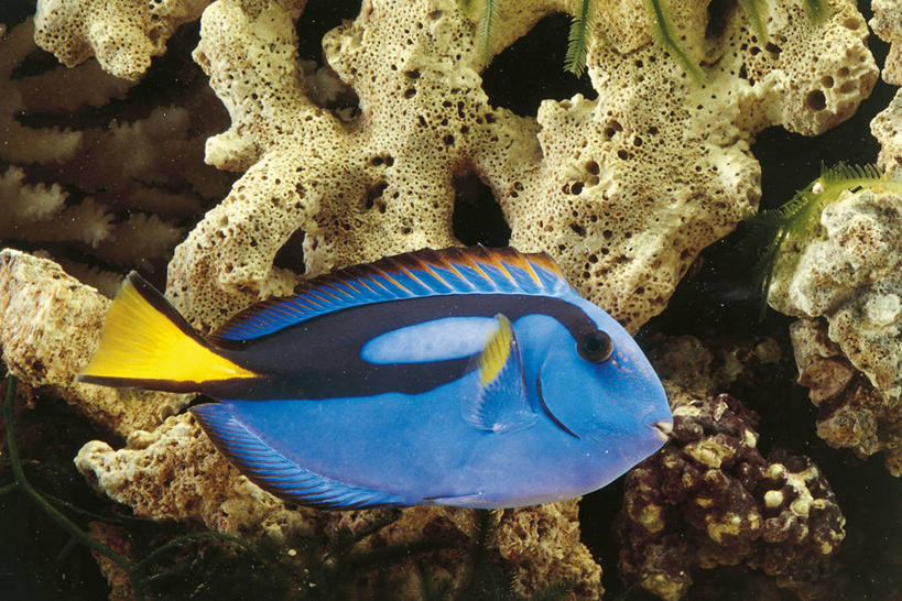 游泳,无人,横图,室外,白天,侧面,水下,美景,热带鱼,科学,鱼,珊瑚,景观,鱼类,海洋生物,水族馆,自然,动物,景色,颜色,摄影,鲈鱼,生物学,硬珊瑚,自然风光,水生动物,水生物,海底动物,花鲈,鲈板,鲈子鱼,刺尾鱼,式样,彩图,鼻鱼,动物学