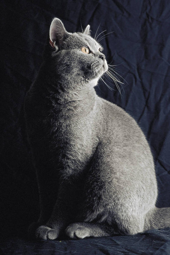 无人,坐,竖图,室内,纯洁,哺乳动物,宠物,猫,野生动物,科学,短毛猫,灰色,动物,看,家畜,可爱,童年,童趣,摄影,生物学,猫科动物,童真,烂漫,无邪,机敏,天真,彩图,影棚拍摄,动物学,纯种猫