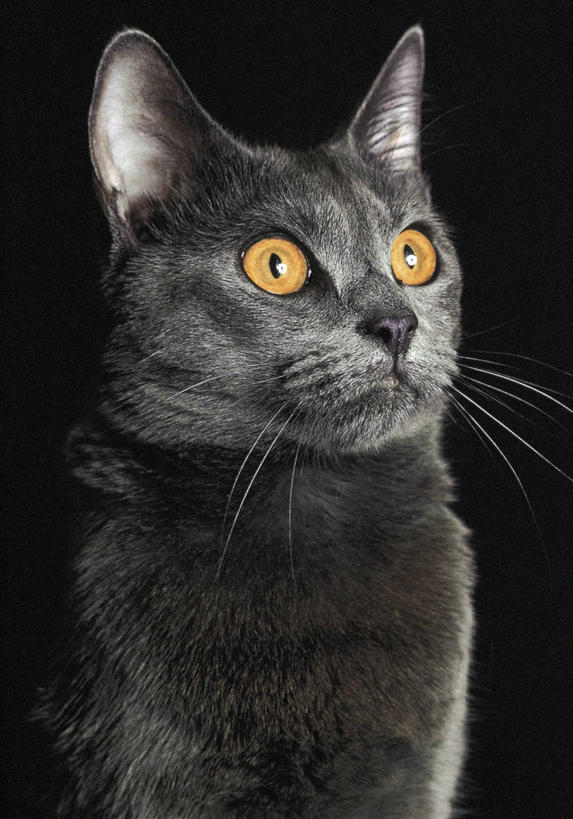 无人,竖图,室内,哺乳动物,宠物,猫,野生动物,黑色背景,科学,短毛猫,黑色,动物,看,家畜,摄影,生物学,猫科动物,机敏,彩图,影棚拍摄,动物学,好奇心