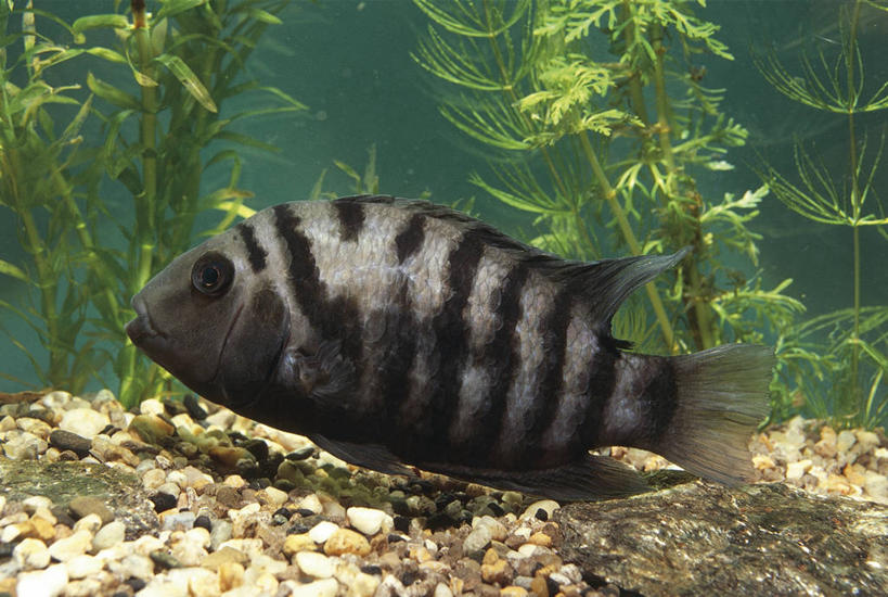 游泳,无人,横图,特写,侧面,水下,条纹,科学,鱼,鱼类,水族馆,动物,摄影,鲈鱼,生物学,水生植物,花鲈,鲈板,鲈子鱼,式样,丽体鱼,彩图,动物学