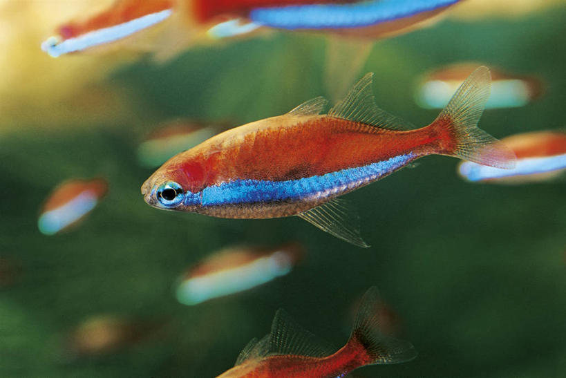 无人,横图,侧面,水下,鲤鱼,科学,鱼,光亮,水产,鱼类,颜色,摄影,荧光,生物学,水生动物,水生物,鲤子,鲤拐子,彩图,淡水生物,河鲜,动物学