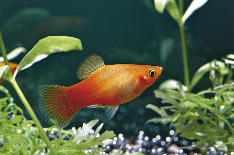 游泳,无人,横图,特写,侧面,科学,鱼类,水族馆,动物,摄影,生物学,彩图,动物学