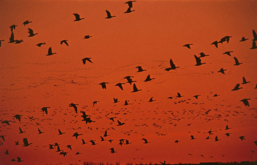 无人,横图,室外,日落,鹅,野生动物,美国,加拿大,一群,许多,丰富,科学,鸟类,很多,飞,自然,黄昏,摄影,环境,生物学,笑脸,剪影,萨斯喀彻温省,彩图,拟人,动物行为,动物学