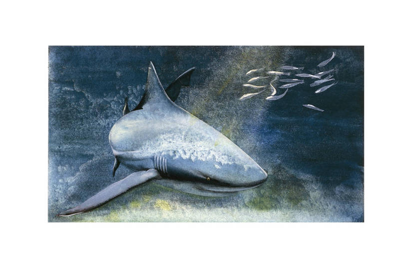 无人,横图,插画,室外,白天,数码,科技,鲨鱼,野生动物,阴影,科学,网络,捕食,高光,几何,计算机图形,合成,图画,画,自然,环境,电脑合成图,数码合成图,生物学,合成图,大白鲨,漫画,写实,具体,具象,危险,彩图,动物学,软骨鱼纲