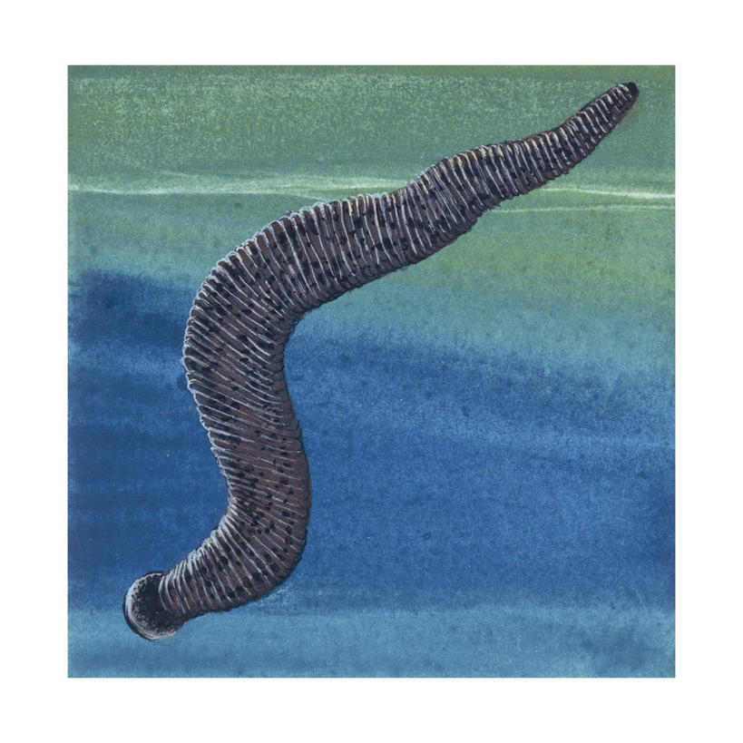 无人,方图,插画,室外,白天,数码,科技,水下,野生动物,阴影,科学,网络,高光,几何,计算机图形,合成,图画,画,自然,动物,环境,电脑合成图,数码合成图,生物学,合成图,漫画,写实,具体,具象,水蛭,医用水蛭,蠕虫,彩图,环节动物,动物学