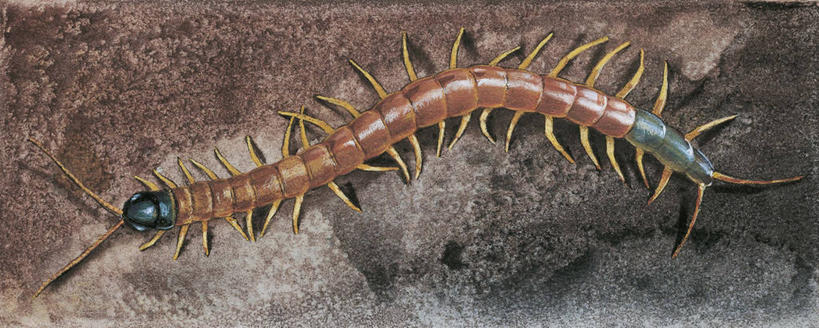 无人,横图,全景,俯视,插画,室外,白天,数码,科技,野生动物,一排,阴影,整齐,科学,网络,高光,几何,计算机图形,合成,图画,画,排列,自然,动物,环境,电脑合成图,数码合成图,生物学,合成图,队列,节肢动物,漫画,蜈蚣,写实,具体,具象,水蛭,蠕虫,彩图,高角度拍摄,环节动物,动物学