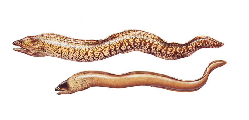 无人,横图,全景,插画,白色背景,侧面,数码,科技,野生动物,阴影,科学,网络,高光,几何,计算机图形,合成,海鳗,图画,画,白色,自然,动物,两只,环境,电脑合成图,数码合成图,生物学,合成图,咸水鱼,漫画,写实,具体,具象,咸水鳗,彩图,动物学