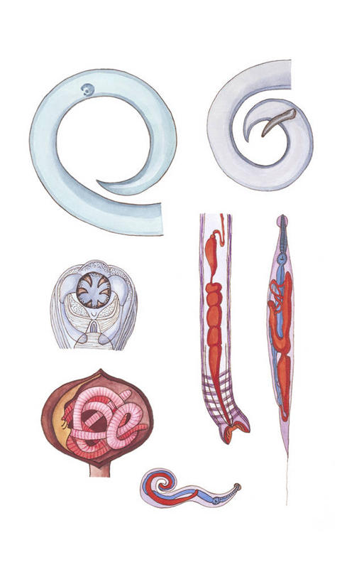 无人,竖图,插画,白色背景,数码,科技,阴影,科学,网络,图表,高光,几何,计算机图形,合成,图画,方向,无脊椎动物,画,白色,自然,环境,电脑合成图,数码合成图,生物学,合成图,漫画,写实,具体,具象,蠕虫,蛔虫,线虫,彩图,动物学