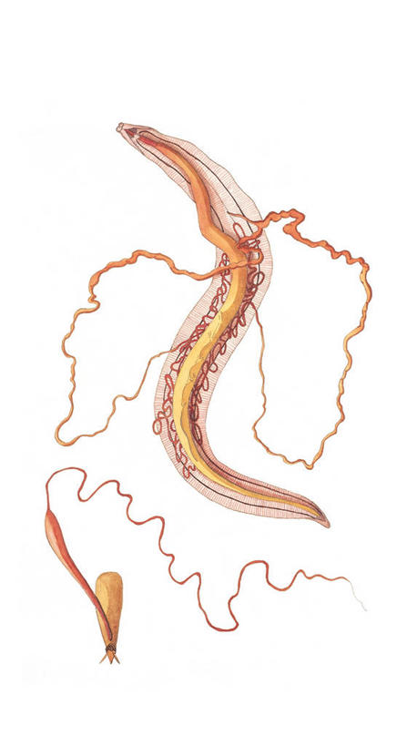 无人,竖图,插画,白色背景,数码,科技,阴影,科学,网络,图表,高光,几何,计算机图形,合成,图画,方向,无脊椎动物,画,白色,自然,动物,两只,环境,电脑合成图,数码合成图,生物学,合成图,漫画,写实,具体,具象,蠕虫,蛔虫,线虫,彩图,动物学