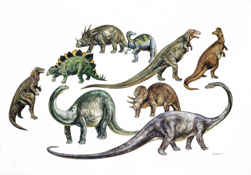 无人,横图,插画,白色背景,数码,科技,一群,许多,阴影,科学,网络,很多,高光,几何,计算机图形,合成,图画,画,白色,动物,恐龙,电脑合成图,数码合成图,生物学,合成图,漫画,霸王龙,剑龙,写实,具体,具象,迷惑龙,三角龙,异特龙,古代史,迅猛龙,梁龙,腕龙,史前时代,彩图,动物学