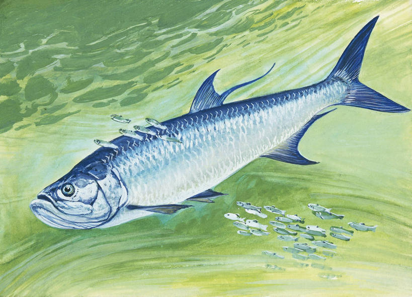 游泳,无人,横图,插画,室外,白天,侧面,数码,科技,水下,野生动物,阴影,波纹,科学,网络,高光,几何,计算机图形,合成,图画,画,自然,动物,环境,电脑合成图,数码合成图,生物学,合成图,咸水鱼,漫画,写实,具体,具象,大海鲢,彩图,动物学