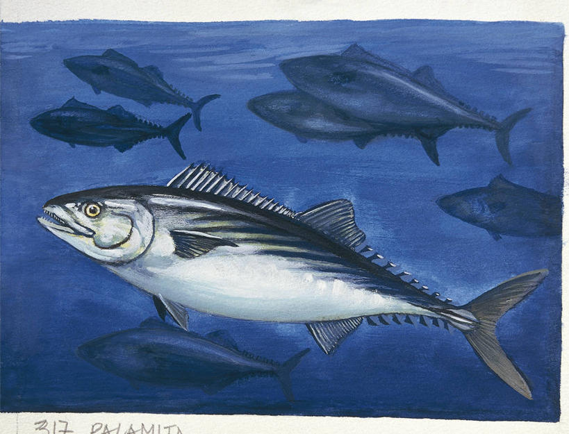 游泳,无人,横图,插画,室外,白天,侧面,数码,科技,水下,海洋,水,野生动物,阴影,科学,网络,鱼,高光,几何,计算机图形,合成,鲔鱼,图画,鱼类,画,自然,鲣,鲈鱼,环境,电脑合成图,数码合成图,生物学,合成图,漫画,写实,具体,具象,花鲈,鲈板,鲈子鱼,彩图,动物学