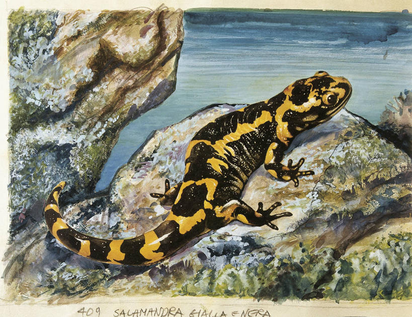 无人,横图,俯视,插画,室外,白天,数码,科技,水,野生动物,阴影,科学,网络,火蝾螈,高光,几何,计算机图形,合成,图画,画,自然,动物,环境,电脑合成图,数码合成图,生物学,合成图,漫画,写实,具体,具象,火蜥蜴,岩石,彩图,高角度拍摄,动物学