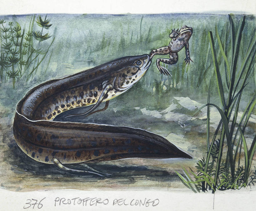 无人,吃,横图,插画,室外,白天,数码,科技,水下,野生动物,阴影,科学,网络,蛙,捕食,高光,几何,计算机图形,合成,图画,鱼类,画,自然,动物,两只,环境,电脑合成图,数码合成图,生物学,合成图,进攻,漫画,写实,具体,具象,彩图,动物学