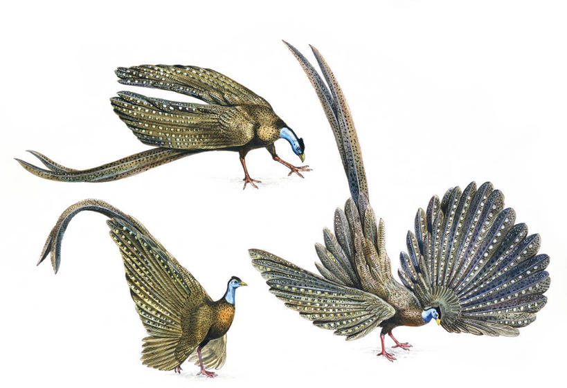 无人,横图,插画,白色背景,数码,科技,鸟,雉,三只,阴影,科学,网络,鸟类,尾巴,高光,几何,计算机图形,合成,图画,画,白色,自然,环境,电脑合成图,数码合成图,生物学,合成图,漫画,写实,具体,具象,彩图,鸡形目,动物学