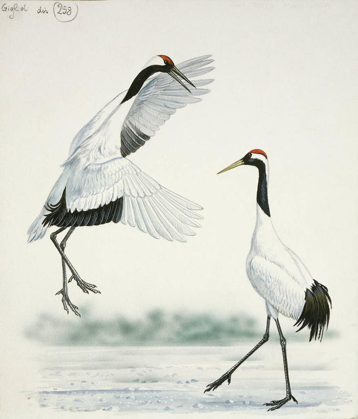 无人,竖图,插画,室外,白色背景,数码,科技,丹顶鹤,野生动物,阴影,科学,网络,鸟类,高光,几何,计算机图形,合成,图画,画,白色,自然,动物,两只,环境,电脑合成图,数码合成图,沼泽,生物学,合成图,漫画,喙,写实,具体,具象,潘塔纳尔湿地,黑水鸡,彩图,动物学