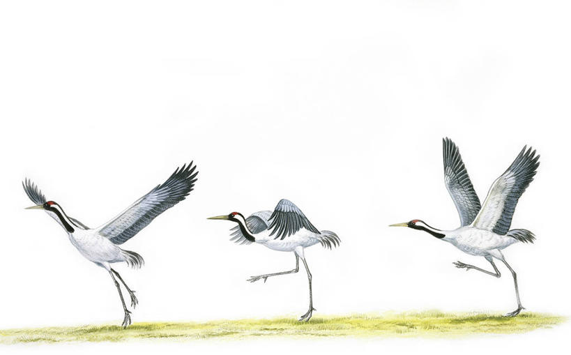 无人,横图,插画,室外,白色背景,数码,科技,丹顶鹤,三只,起飞,阴影,科学,网络,翅膀,鸟类,高光,几何,计算机图形,合成,图画,画,白色,自然,上升,环境,电脑合成图,数码合成图,生物学,合成图,漫画,写实,具体,具象,黑水鸡,彩图,动物学