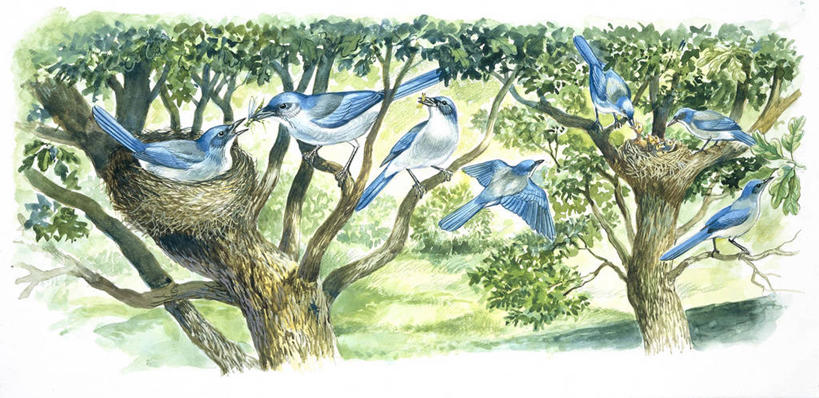 无人,横图,全景,插画,室外,白色背景,数码,科技,野生动物,阴影,科学,网络,鸟类,鸟巢,枝,高光,几何,计算机图形,合成,图画,飞,画,树,白色,自然,栖息,环境,电脑合成图,数码合成图,生物学,合成图,漫画,写实,具体,具象,喂养,僵鸟,蓝鸦,彩图,动物学