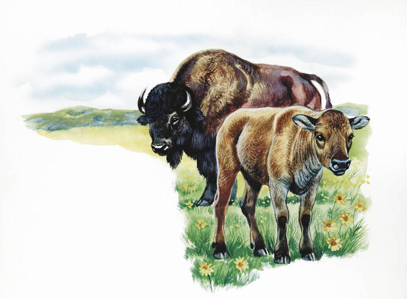 无人,站,横图,插画,室外,白天,白色背景,数码,科技,草地,哺乳动物,牛,野生动物,阴影,科学,网络,田地,高光,几何,计算机图形,合成,图画,画,草,白色,自然,动物,两只,环境,电脑合成图,数码合成图,生物学,合成图,美洲野牛,凶猛,漫画,偶蹄目,写实,具体,具象,残暴,凶残,野牛,彩图,动物学