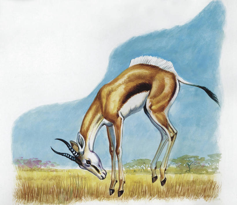 无人,跳,横图,插画,室外,白天,白色背景,侧面,数码,科技,哺乳动物,野生动物,弯腰,阴影,科学,网络,羚羊,高光,几何,计算机图形,合成,图画,画,草,白色,自然,动物,环境,电脑合成图,数码合成图,生物学,合成图,非洲瞪羚,漫画,偶蹄目,瞪羚,写实,具体,具象,彩图,动物学