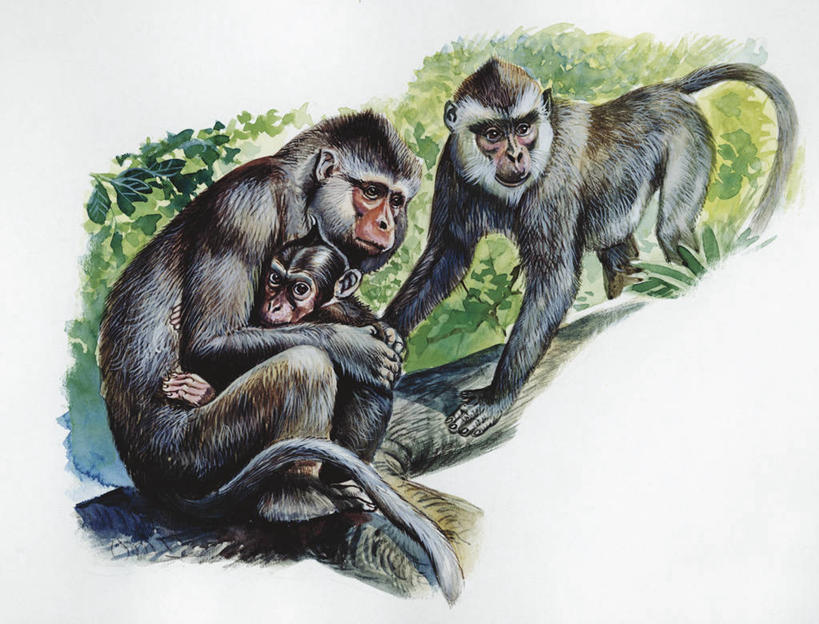 无人,横图,插画,室外,白天,白色背景,数码,科技,哺乳动物,野生动物,猴子,三只,阴影,科学,网络,枝,高光,几何,计算机图形,合成,图画,画,树,白色,自然,动物,环境,电脑合成图,数码合成图,生物学,合成图,长尾猕猴,漫画,灵长目,写实,具体,具象,冠毛猕猴,彩图,动物学