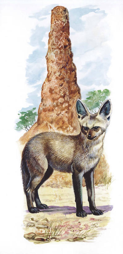 无人,站,竖图,全景,插画,室外,白天,白色背景,数码,科技,哺乳动物,狐狸,野生动物,阴影,科学,网络,高光,几何,计算机图形,合成,图画,画,白色,自然,动物,环境,电脑合成图,数码合成图,生物学,合成图,漫画,写实,具体,具象,蝠耳狐,彩图,动物学