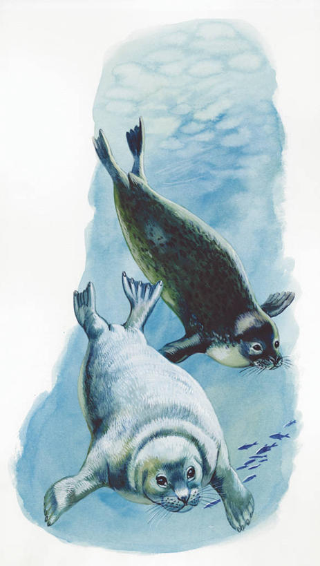 游泳,无人,竖图,插画,室外,白天,白色背景,数码,科技,水下,海洋,水,哺乳动物,海豹,野生动物,阴影,网络,高光,几何,计算机图形,合成,图画,画,白色,自然,动物,两只,环境,电脑合成图,数码合成图,生物学,合成图,灰海豹,漫画,写实,具体,具象,彩图,动物学