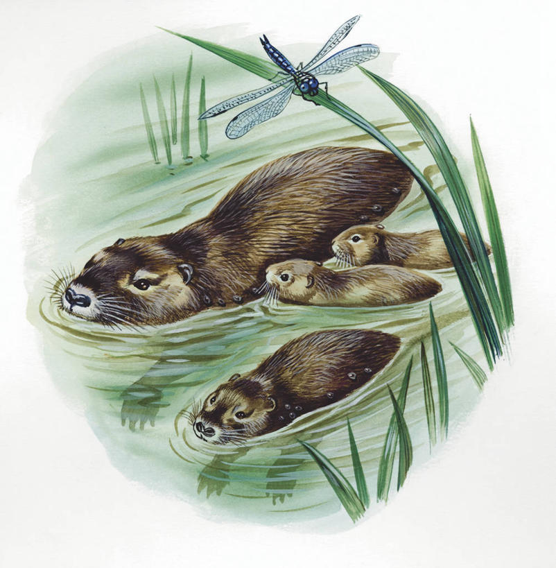 游泳,无人,竖图,方图,插画,室外,白天,白色背景,数码,科技,河流,芦苇,哺乳动物,野生动物,阴影,科学,网络,蜻蜓,昆虫,流水,高光,几何,计算机图形,合成,图画,画,白色,自然,动物,五只,环境,电脑合成图,数码合成图,生物学,合成图,海狸,漫画,益虫,写实,具体,具象,彩图,动物学