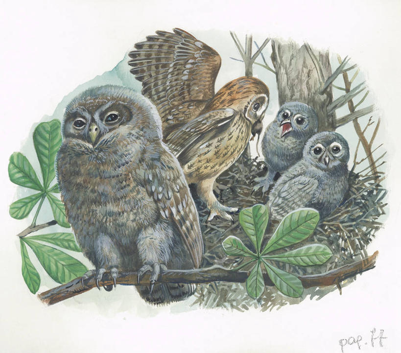 无人,横图,插画,室外,白天,白色背景,数码,科技,猫头鹰,鸟,野生动物,四只,阴影,科学,网络,鸟类,鸟巢,枝,高光,几何,计算机图形,合成,图画,画,树,白色,自然,动物,环境,电脑合成图,数码合成图,生物学,合成图,凶猛,漫画,写实,具体,具象,灰林鸮,怪鸱,鸺鸱,残暴,凶残,鸮,枭,彩图,林鸮,鸱鸮,鸮角鸱,动物学