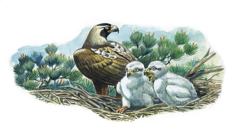 无人,横图,插画,室外,白天,白色背景,数码,科技,野生动物,鹰,三只,阴影,科学,网络,鸟类,鸟巢,高光,几何,计算机图形,合成,图画,画,白色,自然,动物,环境,电脑合成图,数码合成图,生物学,合成图,漫画,写实,具体,具象,彩图,白肩雕,动物学