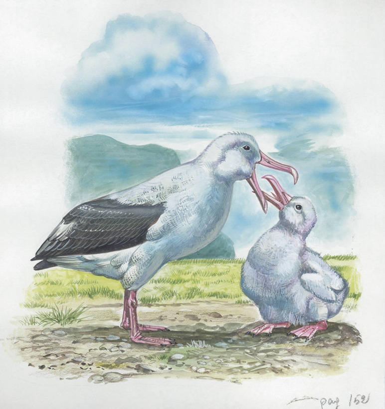 无人,竖图,方图,插画,室外,白天,白色背景,数码,科技,海鸟,野生动物,信天翁,阴影,科学,网络,鸟类,高光,几何,计算机图形,合成,图画,画,白色,自然,动物,两只,环境,电脑合成图,数码合成图,生物学,合成图,漫画,写实,具体,具象,喂养,漂泊信天翁,彩图,动物学