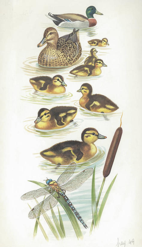 无人,竖图,插画,室外,白天,白色背景,数码,科技,湖,芦苇,野生动物,阴影,科学,网络,鸟类,蜻蜓,鸭子,昆虫,高光,几何,计算机图形,合成,图画,画,白色,自然,动物,环境,电脑合成图,数码合成图,生物学,合成图,漫画,野鸭,益虫,香蒲,写实,具体,具象,灯心草,彩图,伴侣,动物学