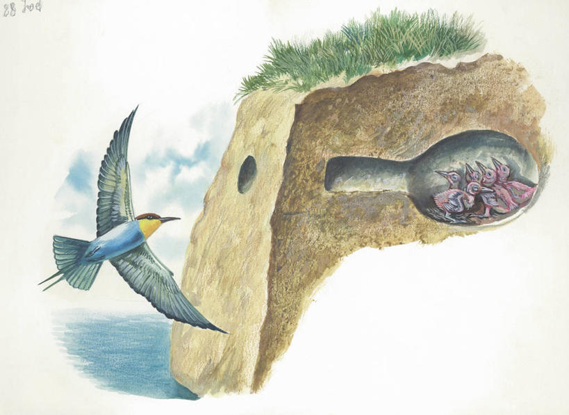 无人,横图,插画,室外,白天,白色背景,数码,科技,海洋,水,野生动物,阴影,科学,隧道,网络,鸟类,鸟巢,洞,泥土,高光,几何,计算机图形,合成,图画,飞,画,白色,自然,动物,环境,电脑合成图,数码合成图,生物学,合成图,横截面,漫画,写实,具体,具象,食蜂鸟,黄喉蜂虎,彩图,动物学