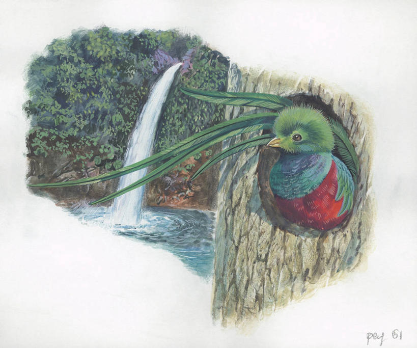 无人,横图,插画,室外,白天,白色背景,数码,科技,瀑布,鸟,野生动物,阴影,科学,网络,鸟类,洞,高光,几何,计算机图形,合成,图画,画,树干,白色,风景,自然,动物,环境,电脑合成图,数码合成图,生物学,合成图,漫画,写实,具体,具象,绿咬鹃,咬鹃,彩图,大咬鹃,动物学