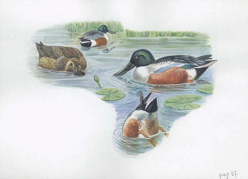 跳水,游泳,无人,横图,插画,室外,白天,白色背景,数码,科技,湖,野生动物,四只,阴影,科学,网络,鸟类,鸭子,高光,几何,计算机图形,合成,图画,画,白色,自然,动物,环境,电脑合成图,数码合成图,生物学,合成图,漫画,写实,具体,具象,彩图,动物学