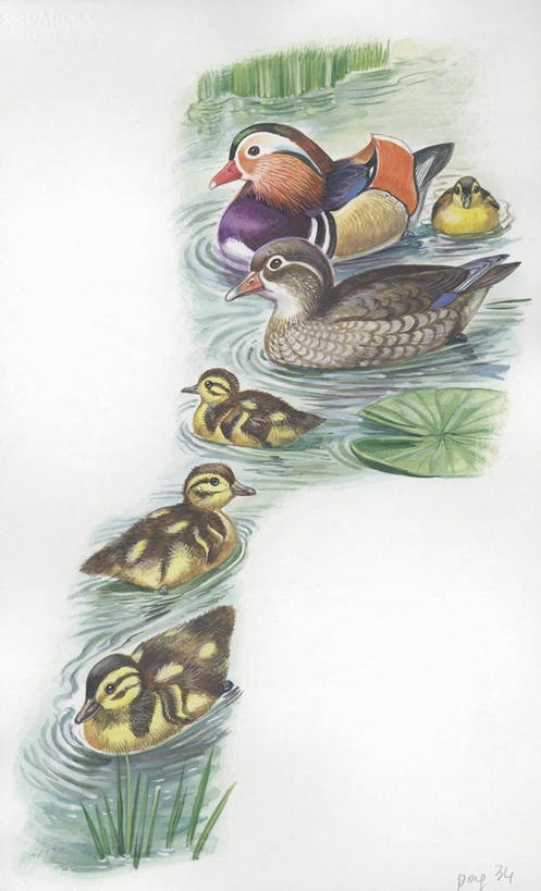 游泳,无人,竖图,插画,室外,白天,白色背景,数码,科技,湖,野生动物,鸳鸯,阴影,科学,网络,鸟类,鸭子,高光,几何,计算机图形,合成,图画,画,白色,自然,动物,环境,电脑合成图,数码合成图,生物学,合成图,漫画,写实,具体,具象,彩图,伴侣,动物学