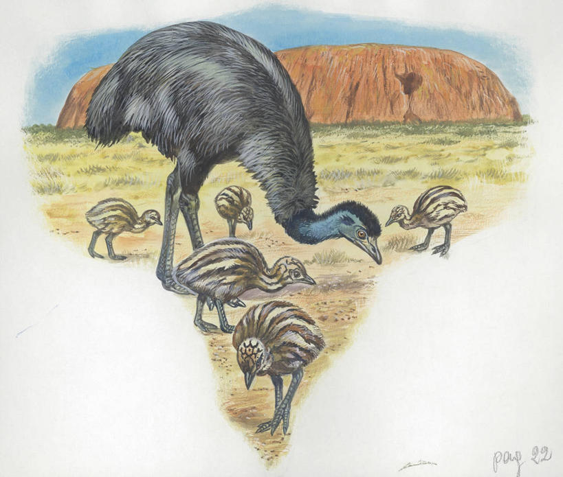 无人,吃,横图,插画,室外,白天,留白,旅游,度假,绘画,数码,科技,美景,鸸鹋,野生动物,澳大利亚,阴影,条纹,艺术,科学,网络,景观,高光,几何,计算机图形,古典,合成,图画,文化,娱乐,画,自然,动物,工艺品,地标建筑,品味,享受,休闲,景色,放松,颜料,环境,美术,电脑合成图,数码合成图,啄,生物学,高雅,合成图,岩层,自然风光,漫画,澳大拉西亚,写实,具体,具象,美学,式样,岩石,步行,彩图,动物学,艾尔斯岩