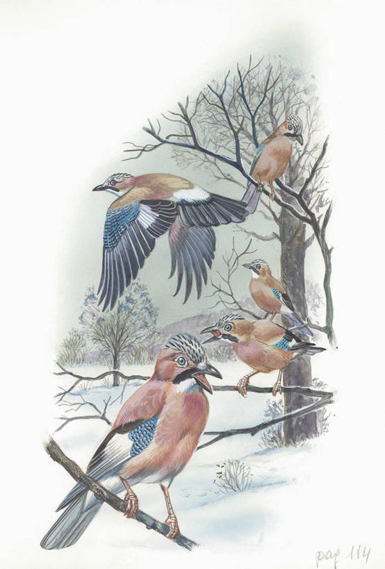 无人,竖图,插画,室外,白天,旅游,度假,绘画,数码,科技,美景,雪,野生动物,阴影,艺术,科学,网络,鸟类,景观,冬天,枝,高光,几何,计算机图形,古典,合成,图画,文化,娱乐,飞,画,天空,自然,工艺品,品味,享受,休闲,景色,放松,栖息,颜料,环境,美术,电脑合成图,数码合成图,生物学,高雅,合成图,自然风光,漫画,写实,具体,具象,美学,僵鸟,彩图,动物学