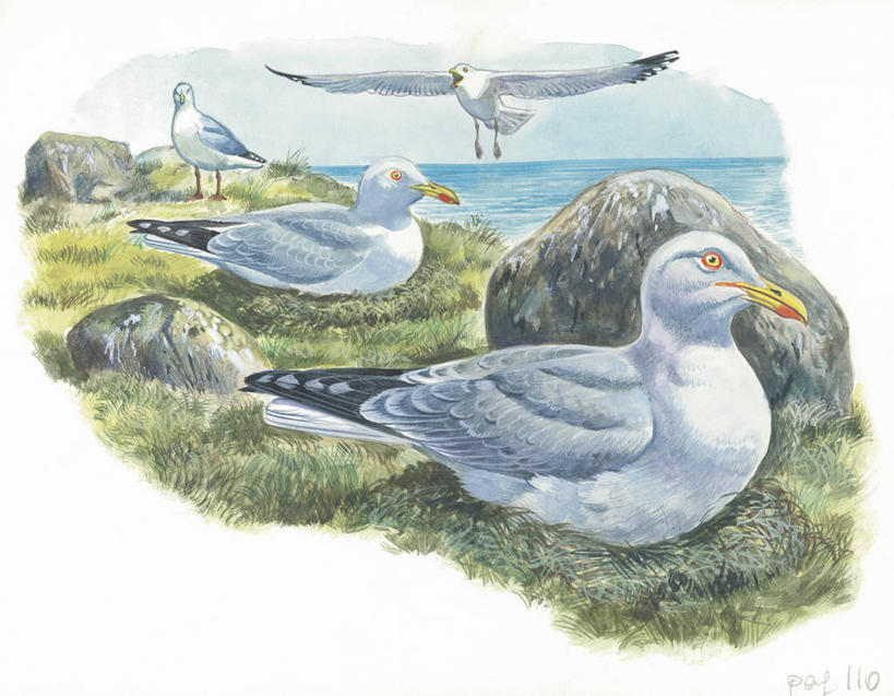 无人,站,坐,横图,插画,室外,白天,旅游,度假,绘画,数码,科技,海洋,美景,水,海鸟,海鸥,野生动物,四只,阴影,艺术,科学,网络,翅膀,鸟巢,地平线,景观,水平线,高光,几何,计算机图形,古典,合成,图画,文化,娱乐,飞,画,草,天空,自然,工艺品,品味,享受,休闲,景色,放松,颜料,环境,美术,电脑合成图,数码合成图,生物学,高雅,合成图,自然风光,漫画,黑脊鸥,写实,具体,具象,美学,岩石,彩图,动物学