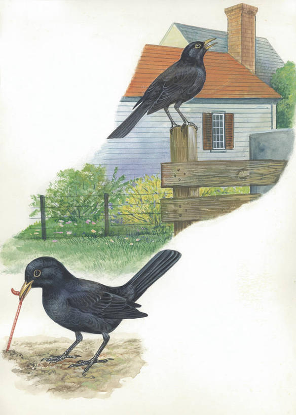 无人,吃,竖图,插画,室外,白天,留白,旅游,度假,绘画,数码,科技,美景,鸟,野生动物,叶子,阴影,艺术,科学,网络,木制,鸟类,木栅栏,景观,枝,高光,几何,计算机图形,古典,合成,图画,文化,娱乐,画,自然,动物,工艺品,品味,两只,享受,休闲,景色,放松,栖息,颜料,环境,美术,电脑合成图,数码合成图,生物学,高雅,合成图,荆棘,自然风光,漫画,蚯蚓,写实,具体,具象,美学,野玫瑰,彩图,环节动物,动物学