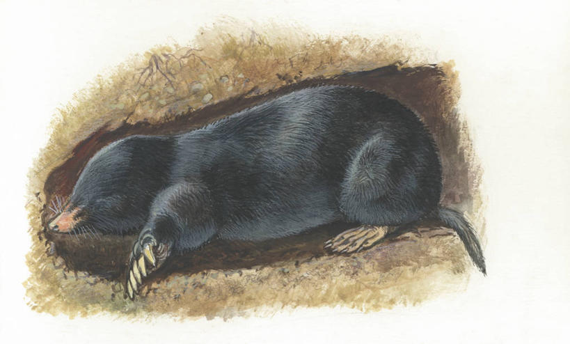 无人,横图,插画,室外,白天,侧面,绘画,数码,科技,哺乳动物,野生动物,阴影,艺术,科学,隧道,网络,洞,高光,几何,计算机图形,古典,合成,图画,文化,画,自然,动物,工艺品,品味,洞穴,颜料,环境,美术,挖掘,电脑合成图,数码合成图,生物学,高雅,合成图,横截面,漫画,鼹鼠,写实,具体,具象,美学,彩图,动物学