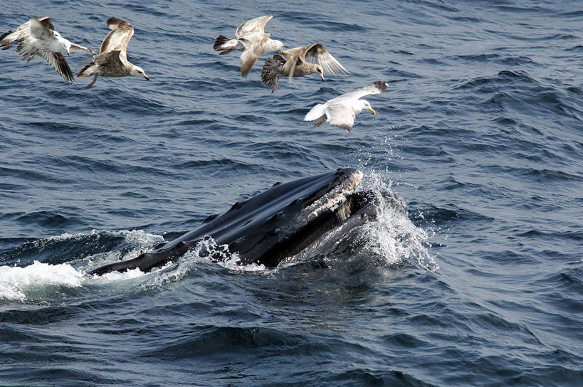 游泳,无人,横图,室外,白天,海洋,水,海鸟,海鸥,野生动物,美国,流水,飞,自然,摄影,鲸,部分,环境,生物学,北美,北美洲,美洲,马萨诸塞州,麻州,麻省,马萨诸塞,麻塞诸塞,老殖民地,海湾之州,北亚美利加洲,亚美利加洲,鲸类,驼背鲸,新英格兰,科德角,彩图,美利坚合众国,鳕鱼角,动物学