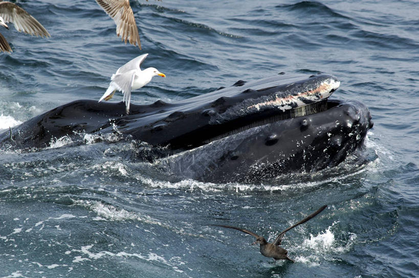 游泳,无人,横图,室外,特写,白天,海浪,海洋,水,海鸟,海鸥,野生动物,美国,流水,飞,自然,摄影,鲸,部分,环境,生物学,北美,北美洲,美洲,马萨诸塞州,麻州,麻省,马萨诸塞,麻塞诸塞,老殖民地,海湾之州,北亚美利加洲,亚美利加洲,鲸类,驼背鲸,新英格兰,科德角,彩图,美利坚合众国,鳕鱼角,动物学