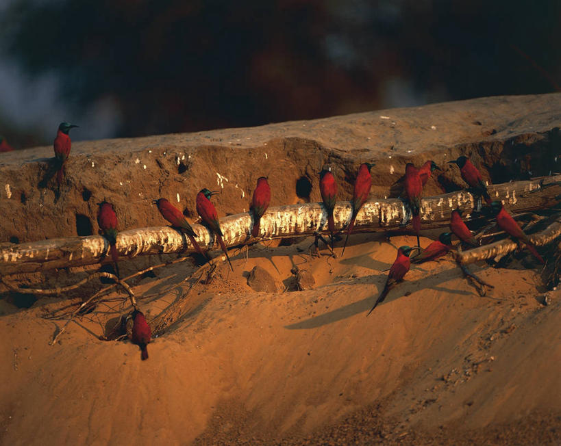 无人,横图,室外,白天,蜂鸟,鸟,野生动物,非洲,一排,一群,许多,整齐,科学,鸟类,沙子,洞,联合国,枝,很多,排列,红色,自然,摄影,栖息,环境,生物学,国家公园,队列,圆木,将军,吸蜜蜂鸟,侏儒蜂鸟,扎伊尔,食蜂鸟,刚果民主共和国,自然地理,彩图,联合国教科文组织,动物学,郊野公园