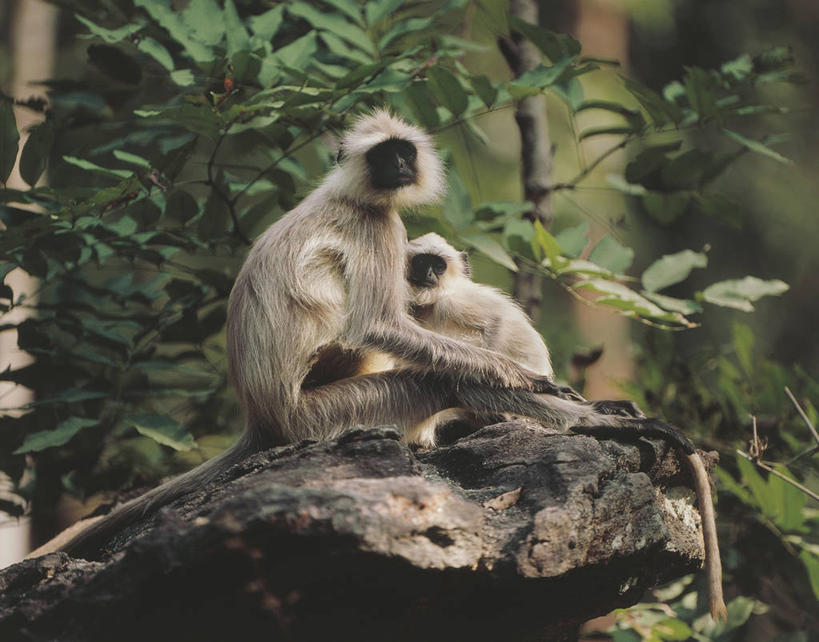 无人,坐,横图,室外,白天,哺乳动物,野生动物,猴子,叶子,印度,科学,枝,树,自然,动物,两只,摄影,环境,生物学,国家公园,叶猴,灵长目,印度次大陆,彩图,坎哈国家公园,动物学