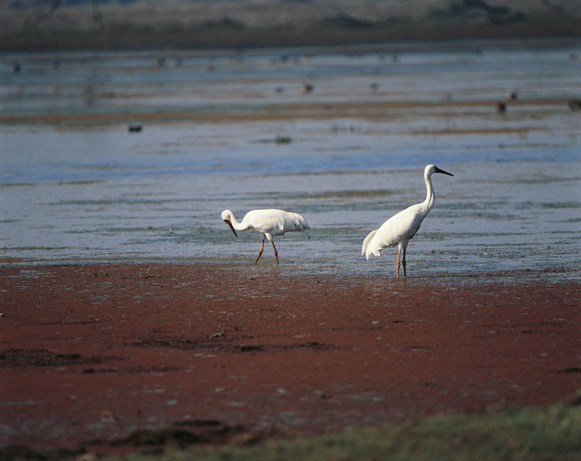 无人,横图,室外,白天,野生动物,印度,科学,鸟类,联合国,自然,动物,两只,摄影,环境,生物学,国家公园,拉贾斯坦邦,黑水鸡,濒危物种,印度次大陆,彩图,联合国教科文组织,动物学,郊野公园